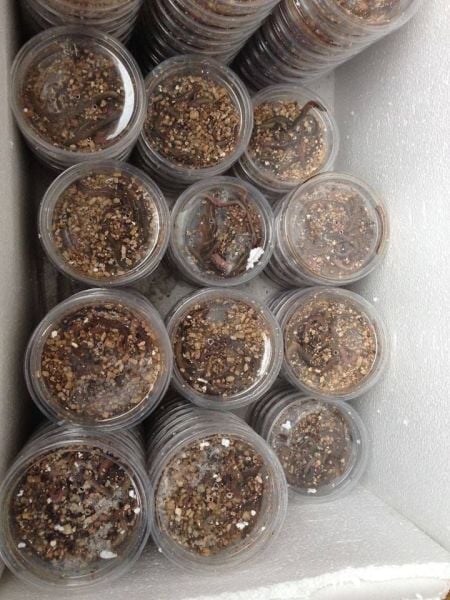 BORU KURDU CANLI  ÇİN MALI